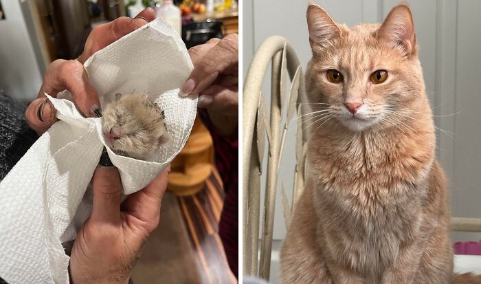 Newborn orange kitten wrapped in paper towel on left, and adult orange cat with alert expression sitting indoors on right.