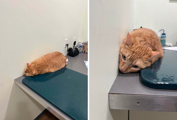 Orange cat lying awkwardly on an examination table, illustrating funny behavior of orange cats with one brain cell reputation.