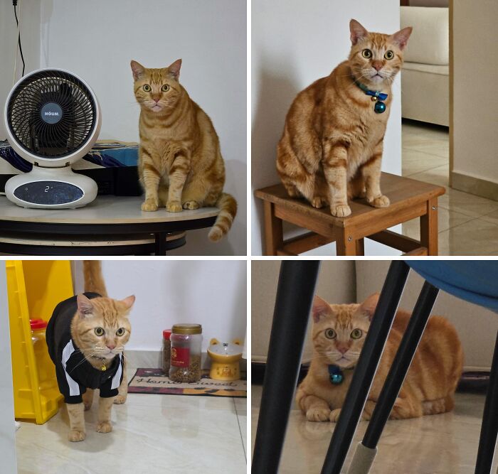 Orange cats in various poses and settings showcasing their playful and curious nature indoors.