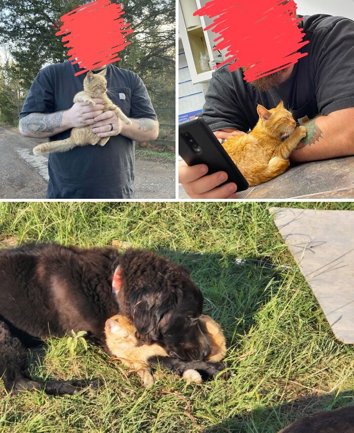 Man holding an orange cat, cat resting on a person with phone, and an orange cat playing with a dog outside.