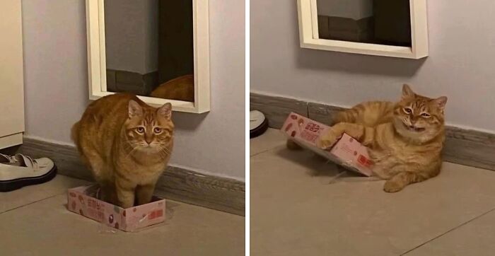 Orange cat standing awkwardly in a small box and later lying down with the same box in a room corner.