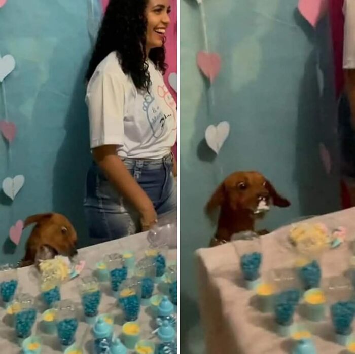 Funny and cute dog with cake on face at a colorful party table with blue and yellow treats and heart decorations.