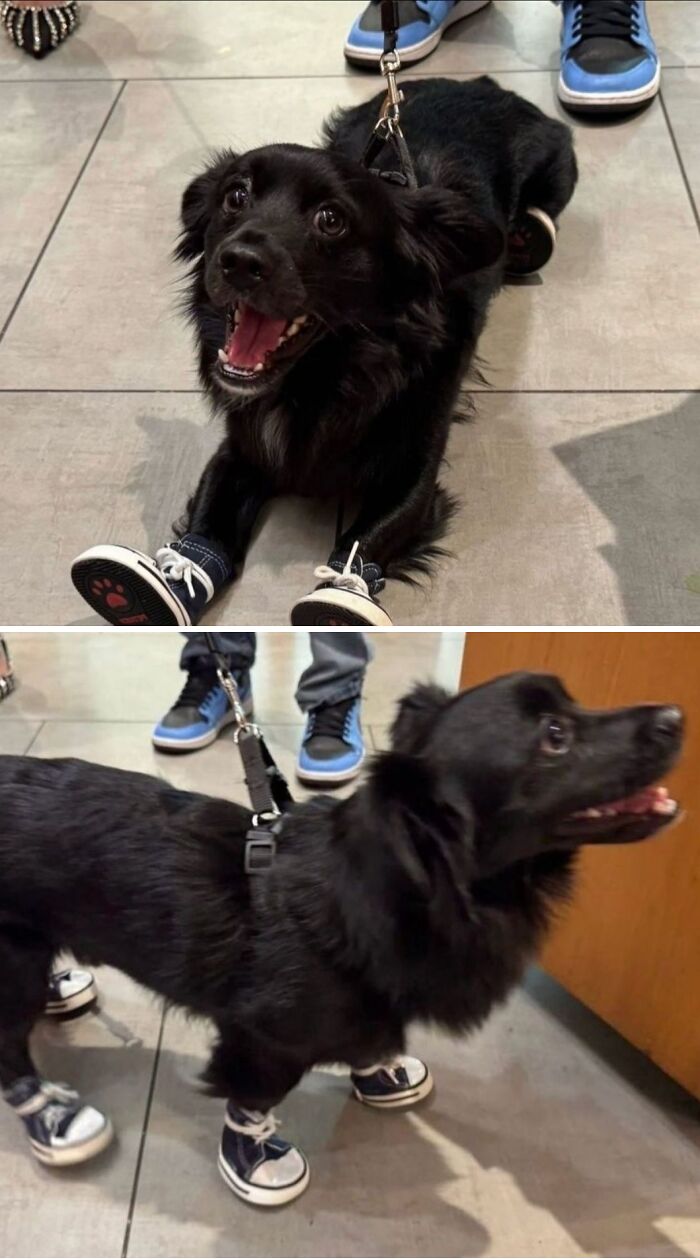 Black dog wearing tiny sneakers on all four paws, captured in cute and funny dog photos that might make you smile today.