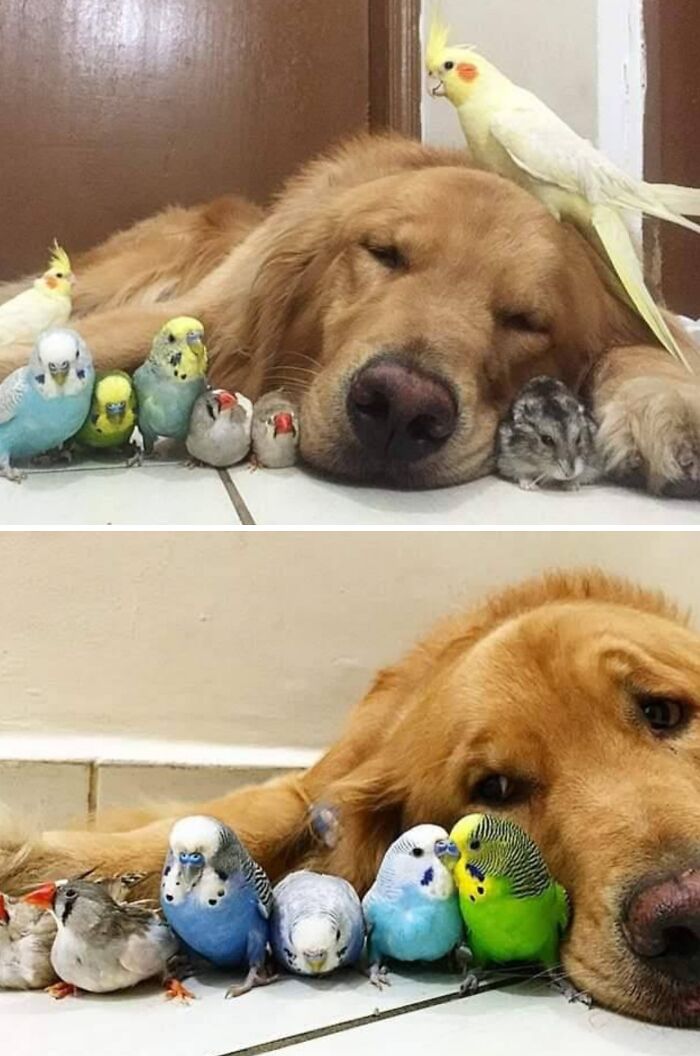 Golden retriever resting on floor surrounded by funny and cute birds, showcasing adorable dog and bird friendship.
