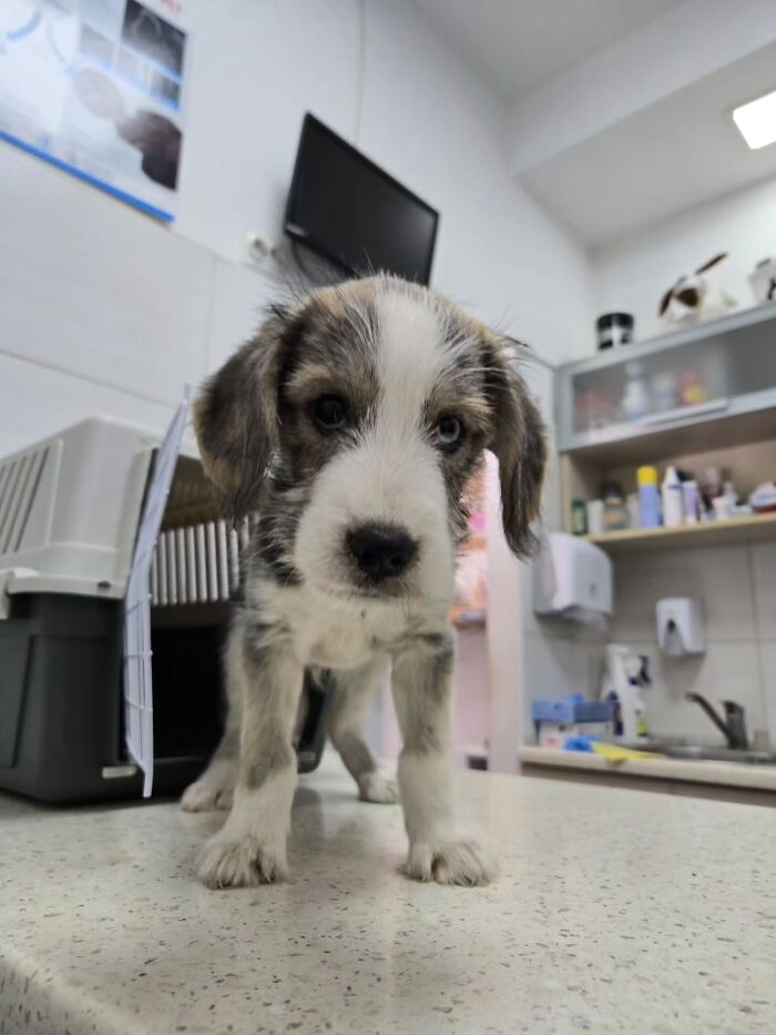Puppy standing on a counter in Serbia’s largest animal shelter cared for by a small dedicated team. Puppy standing on a counter in Serbia’s largest animal shelter cared for by a small dedicated team.