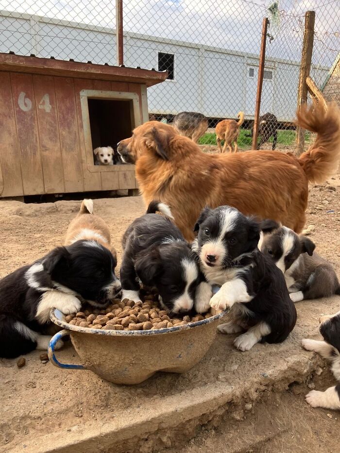 Puppies eating kibble near a doghouse at Serbia&rsquo;s largest shelter caring for abandoned rescued animals.