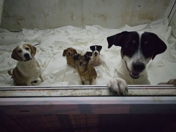 Several rescued dogs resting in a shelter room cared for by a small team in Serbia’s largest animal shelter. Several rescued dogs resting in a shelter room cared for by a small team in Serbia’s largest animal shelter.