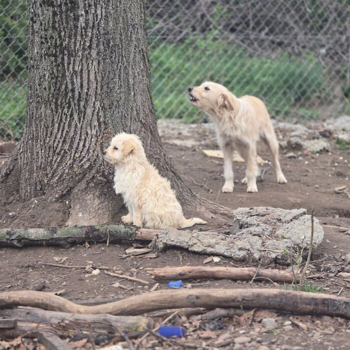 Two small dogs near a tree in an outdoor area at Serbia’s largest shelter caring for abandoned and rescued animals. Two small dogs near a tree in an outdoor area at Serbia’s largest shelter caring for abandoned and rescued animals.
