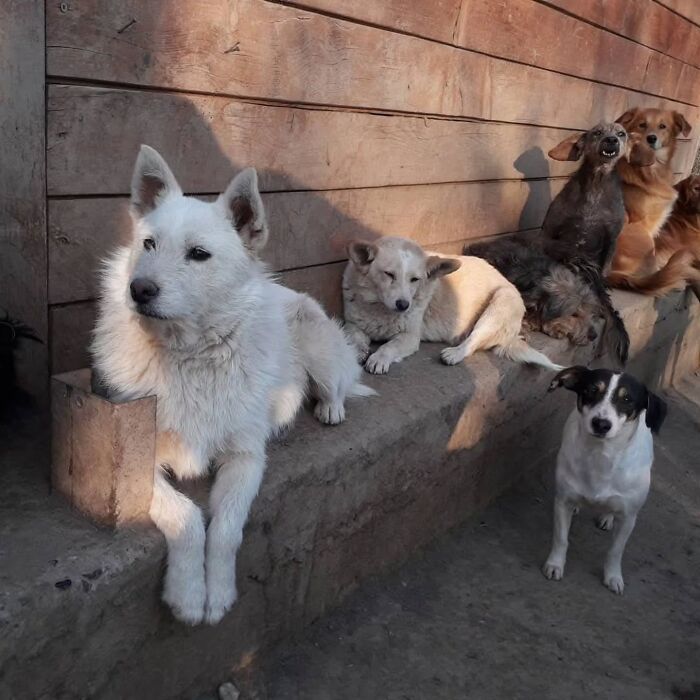 Several abandoned and rescued dogs resting together at Serbia’s largest animal shelter cared for by a small team. Several abandoned and rescued dogs resting together at Serbia’s largest animal shelter cared for by a small team.