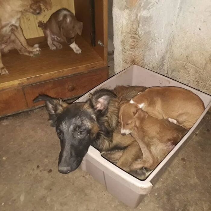 Several abandoned and rescued dogs resting together in Serbia's largest animal shelter cared for by a small team. Several abandoned and rescued dogs resting together in Serbia's largest animal shelter cared for by a small team.