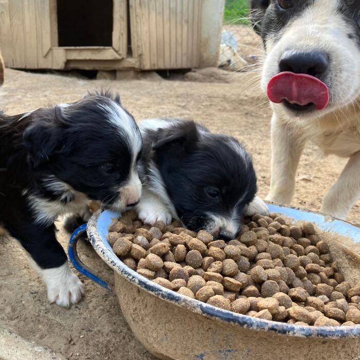 Two puppies eating kibble from a bowl while a dog licks its nose at Serbia&rsquo;s largest animal shelter.
