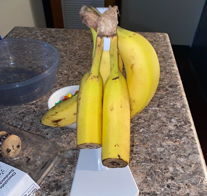 Bananas hanging upside down on a kitchen banana holder, depicting a roommate's annoying prank in shared living spaces.