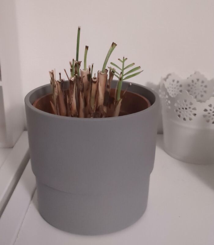 Dormant plant with few green sprouts in a gray pot, illustrating messy roommate behavior from jerks that upset living situations.