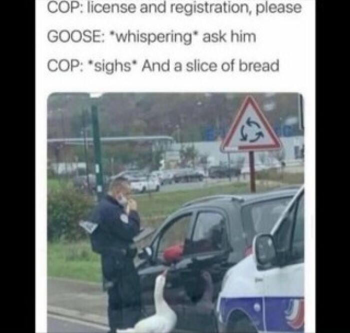 Meme account explains funny meme with a cop, a goose, and a humorous traffic stop interaction.
