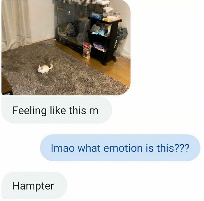 Text conversation with a small white hamster on a large rug, sharing hilarious texts for people to screenshot and laugh.