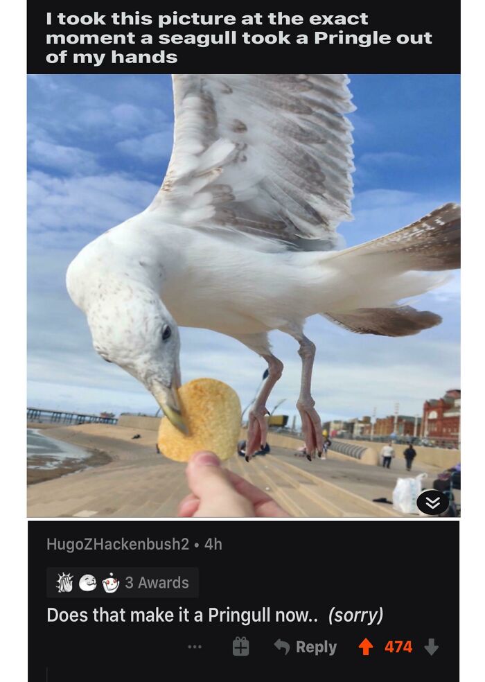 Seagull stealing a Pringle chip from a person's hand captured with funny social media comebacks and comments.