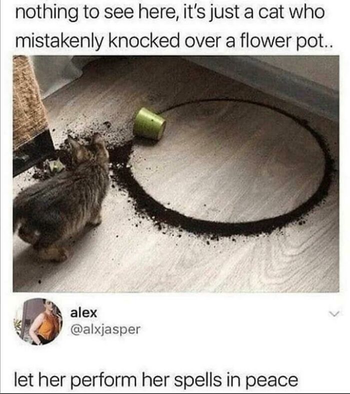 Cat next to knocked-over flower pot with spilled soil, paired with a witty social media comeback comment.