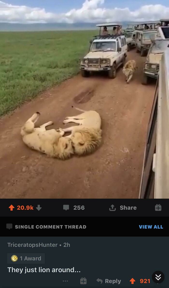 Two lions lying on a dirt road near safari vehicles with a popular social media comeback in the comment section.