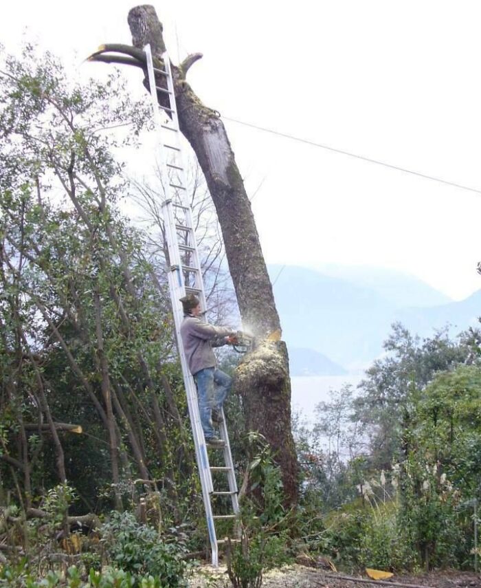 Man cutting tree with chainsaw while standing on an unstable ladder in a reckless work moment lacking safety precautions.