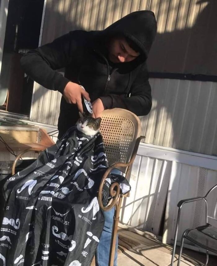 Person grooming a cat seated with a cape, showcasing important animal images of sweet human-animal bonds.