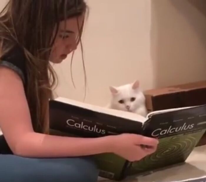 Girl reading a calculus book with a white cat nearby, showing sweet human-animal bonds in an important animal image.
