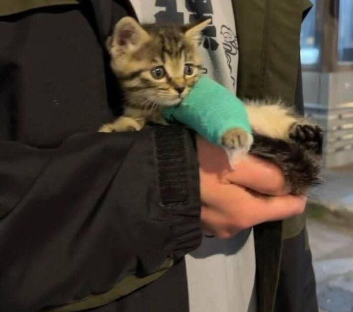 A person gently holding a small kitten with a green bandage, showcasing a touching human-animal bond.