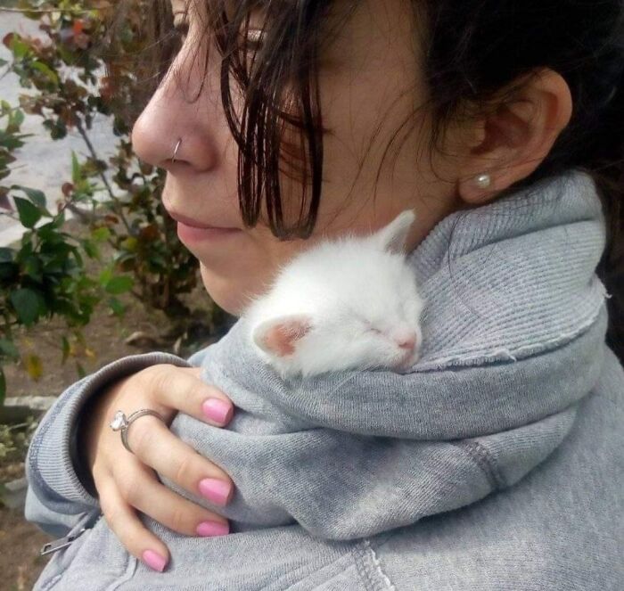 Woman gently holding a sleeping white kitten wrapped in her grey hoodie, showcasing a sweet human-animal bond.