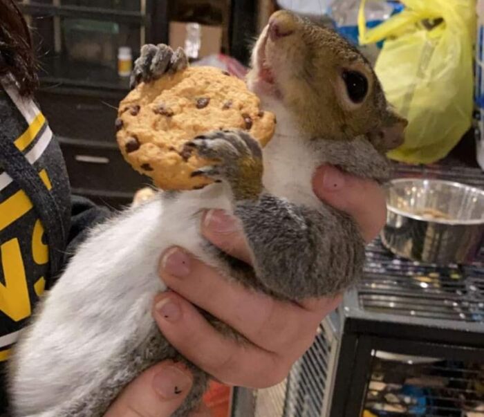 A squirrel being held gently while holding a chocolate chip cookie, showcasing sweet human-animal bonds.