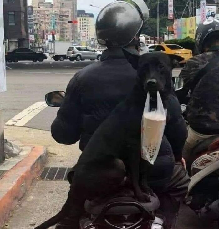 Black dog holding a drink bag in its mouth while sitting on a motorcycle, capturing the sweetest human-animal bonds.