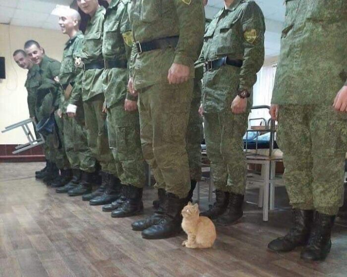 Soldiers standing in uniform indoors with a small orange cat capturing the sweetest human-animal bonds moment.