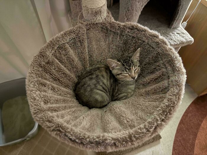 Tabby cat peacefully resting in a cozy, fluffy pet bed, showcasing the warmth of newly adopted pets in winter.