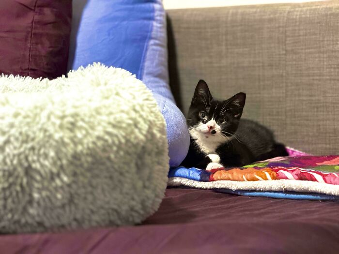 Black and white kitten resting on colorful blankets, showcasing cozy newly adopted pets in winter beginnings.