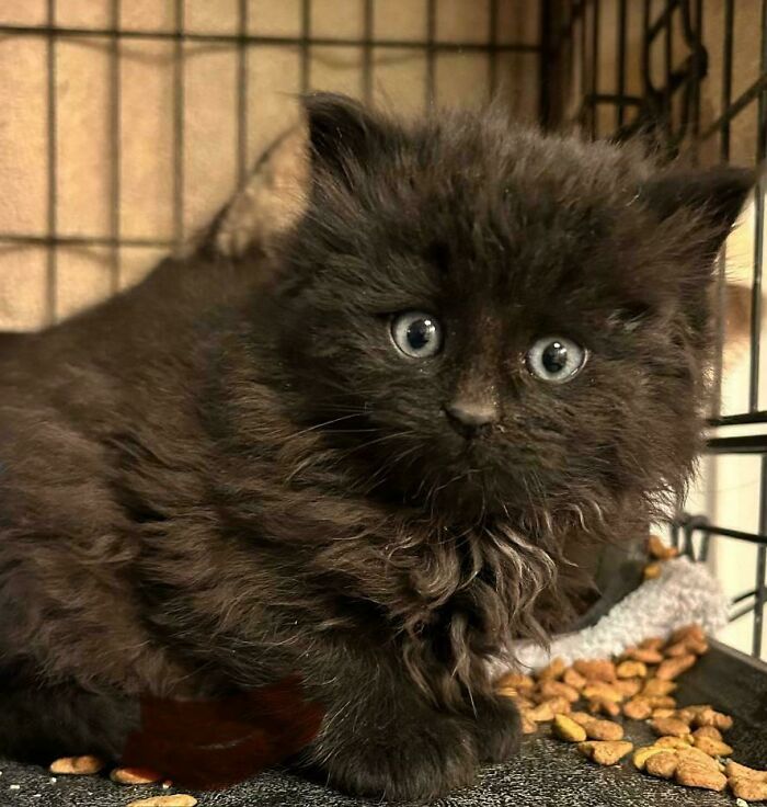Fluffy black kitten with bright eyes inside a cage surrounded by pet food, showcasing newly adopted pets winter beginnings.