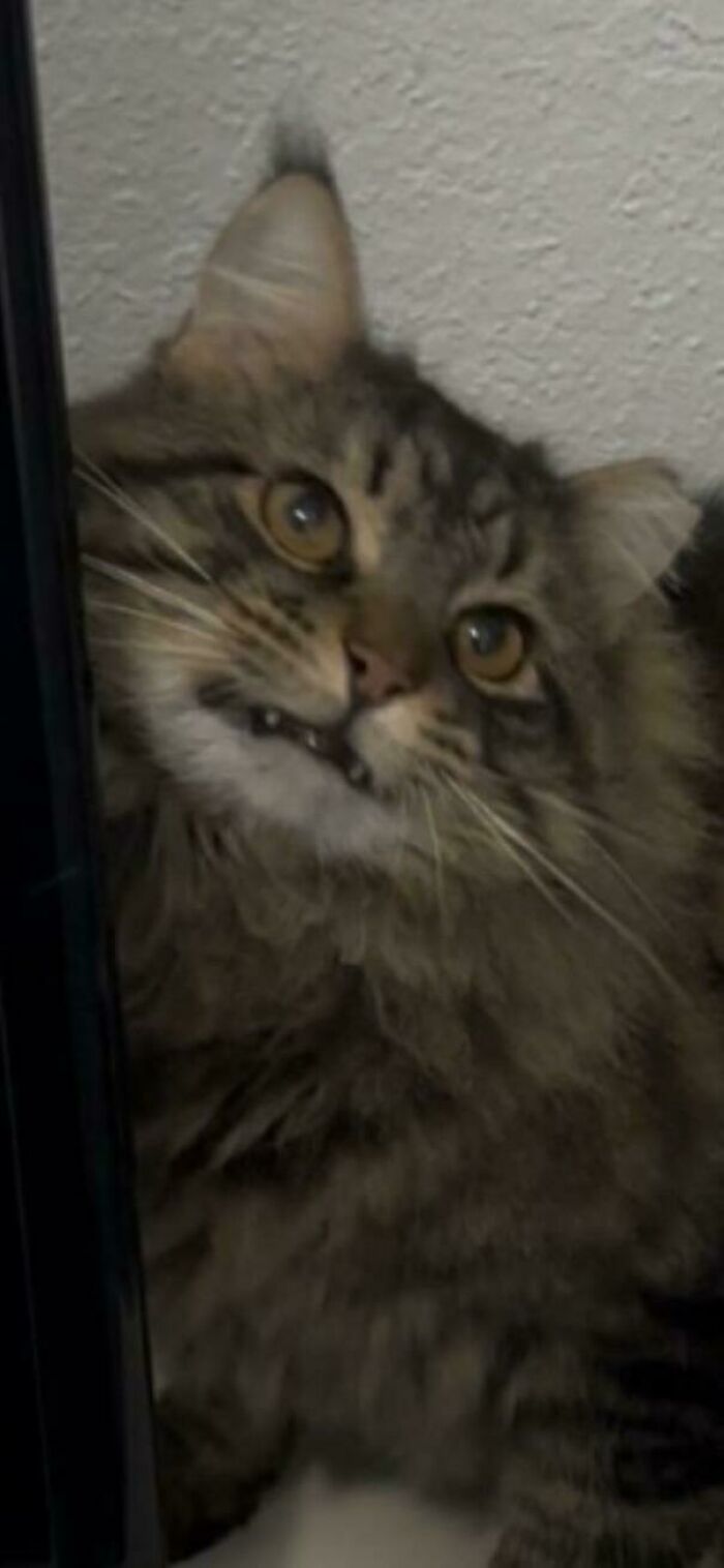 Fluffy tabby cat with wide eyes peeking around a corner, one newly adopted pet enjoying cozy winter beginnings.