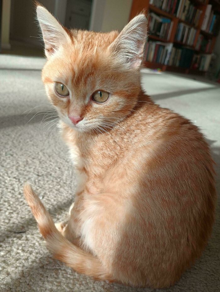 Orange tabby kitten sitting indoors on carpet, representing newly adopted pets and cozy winter beginnings.