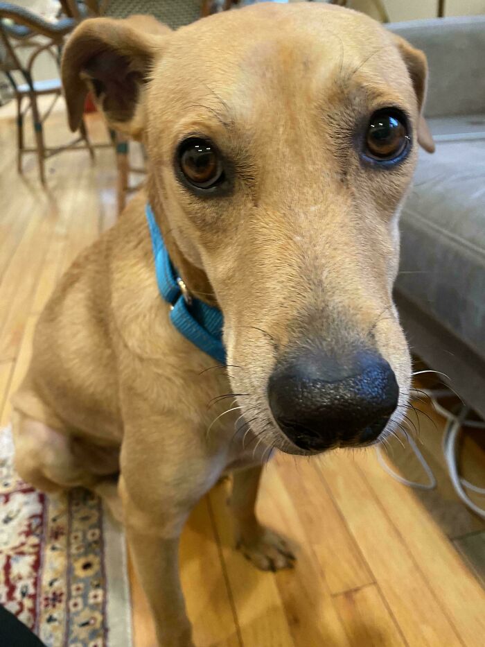 Newly adopted pet dog with a blue collar sitting indoors on a wooden floor, capturing a cozy winter beginning.