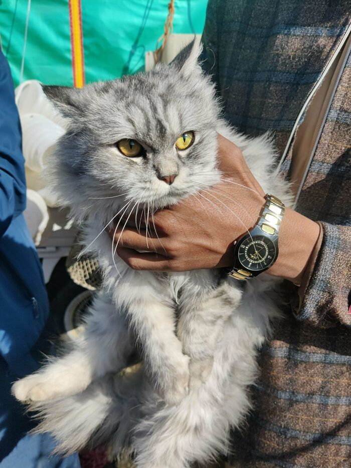 Fluffy gray cat with yellow eyes being held gently, showcasing newly adopted pets in their cozy winter beginnings.