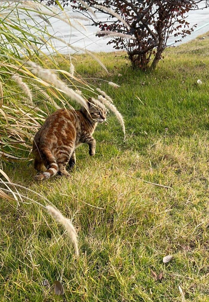 The Little One Kept Appearing Behind My Garden, And My Wife And I Decided To Adopt This Cute Little One