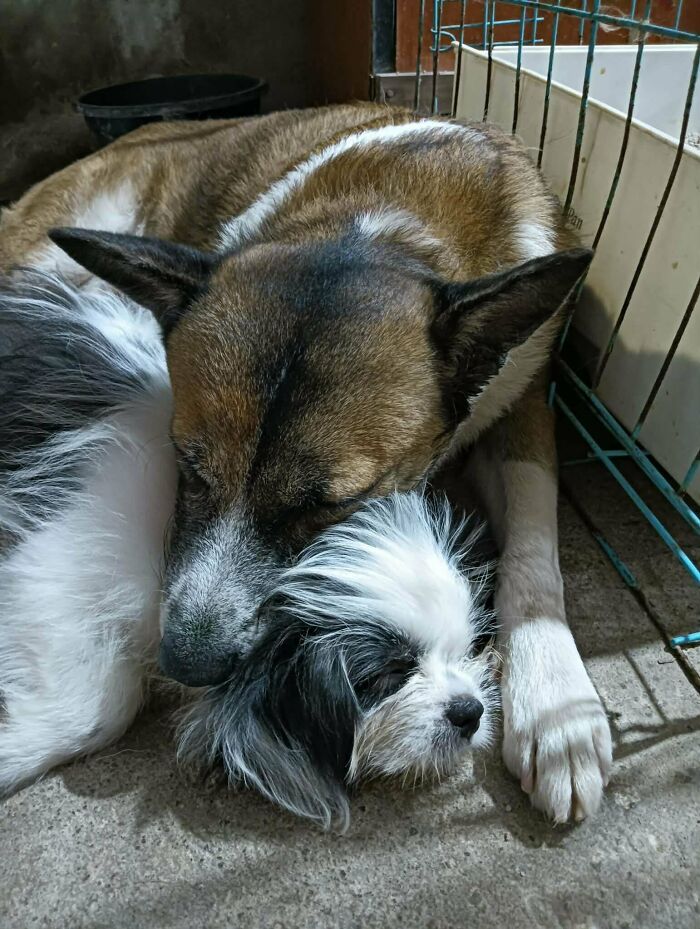 Two newly adopted pets cuddling closely inside a cozy shelter, showcasing warmth during winter beginnings.