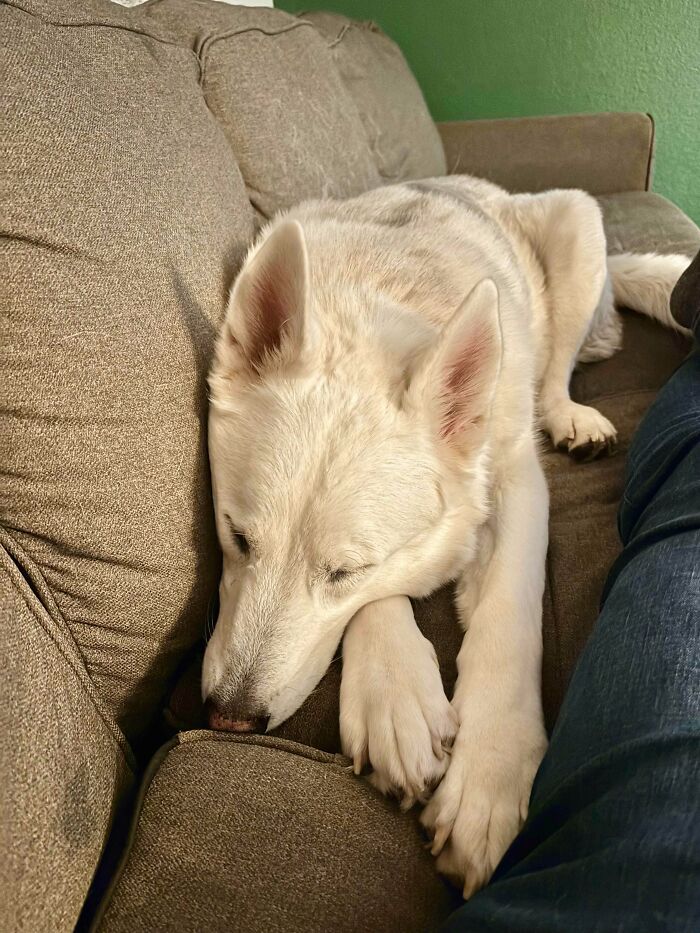 White dog peacefully sleeping on a cozy couch, showcasing the warmth of newly adopted pets in winter.
