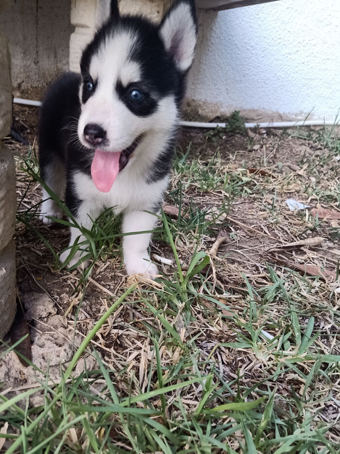 Husky puppy with blue eyes exploring grass outdoors, showcasing newly adopted pets cozy winter beginnings.