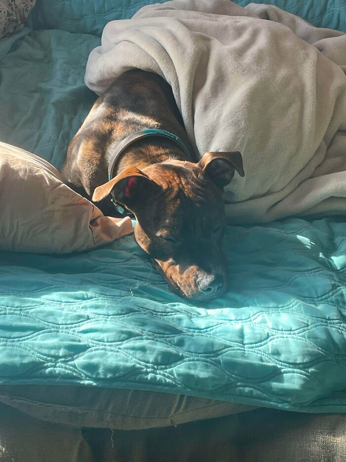 Newly adopted dog resting cozily under a blanket on a bed, enjoying a warm winter morning indoors.