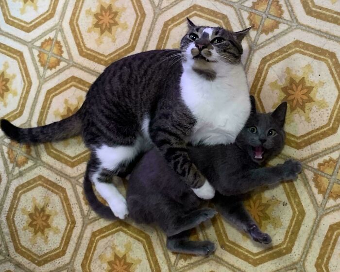 Two newly adopted cats playfully cuddling on vintage patterned floor, showcasing cozy winter beginnings.