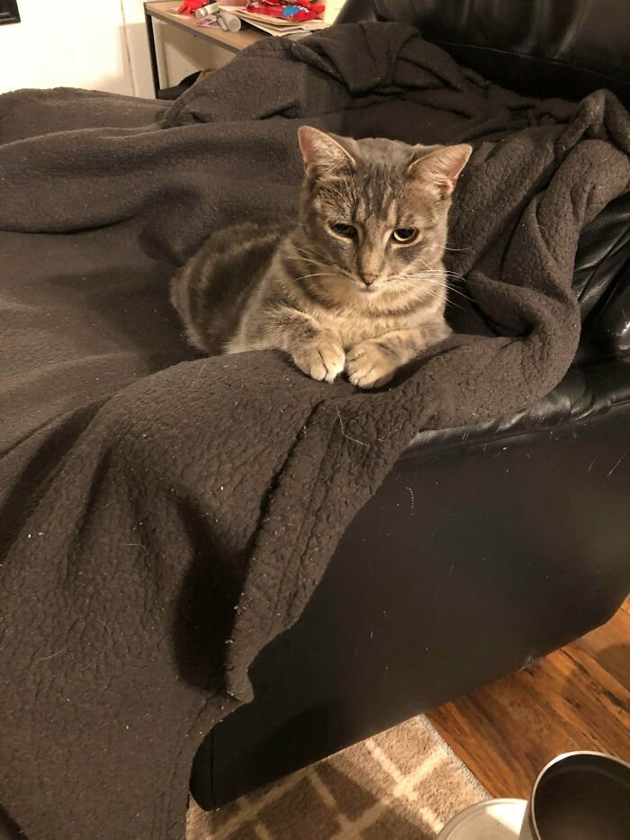 Cozy newly adopted cat resting on a blanket on a chair during winter, showcasing adorable pet comfort and warmth.