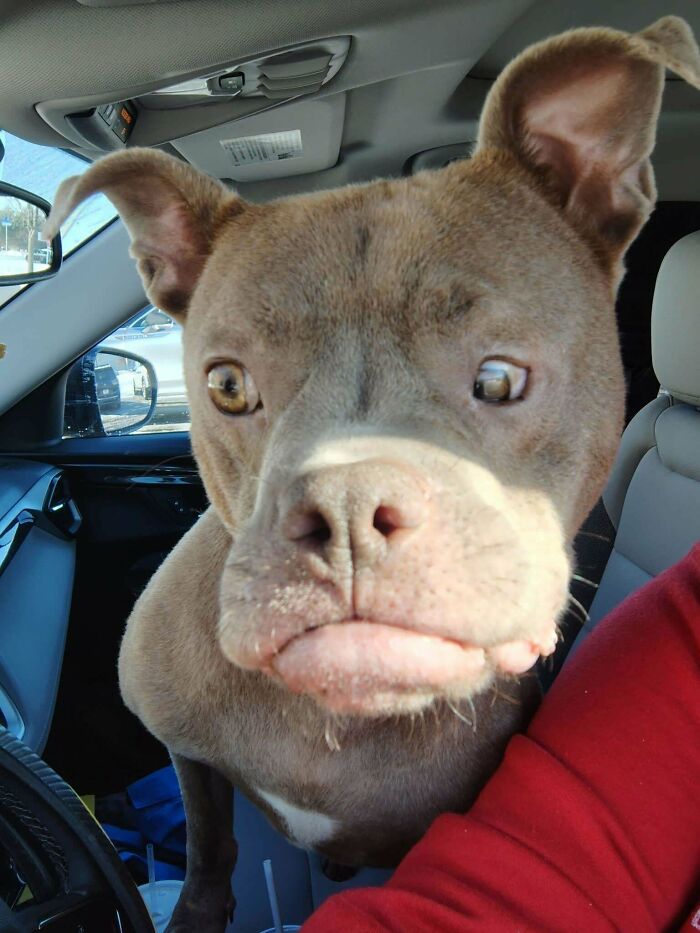 Close-up of a newly adopted dog inside a car, showcasing cozy winter beginnings and heartwarming pet adoption moments.