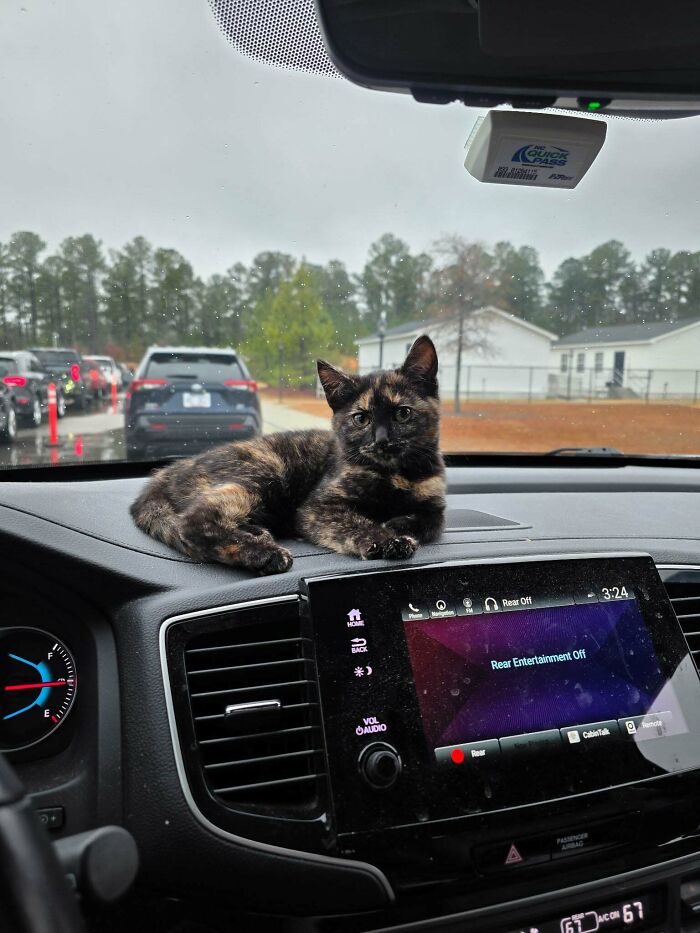 Tortoiseshell cat resting on a car dashboard during a cozy winter day with newly adopted pets outside.