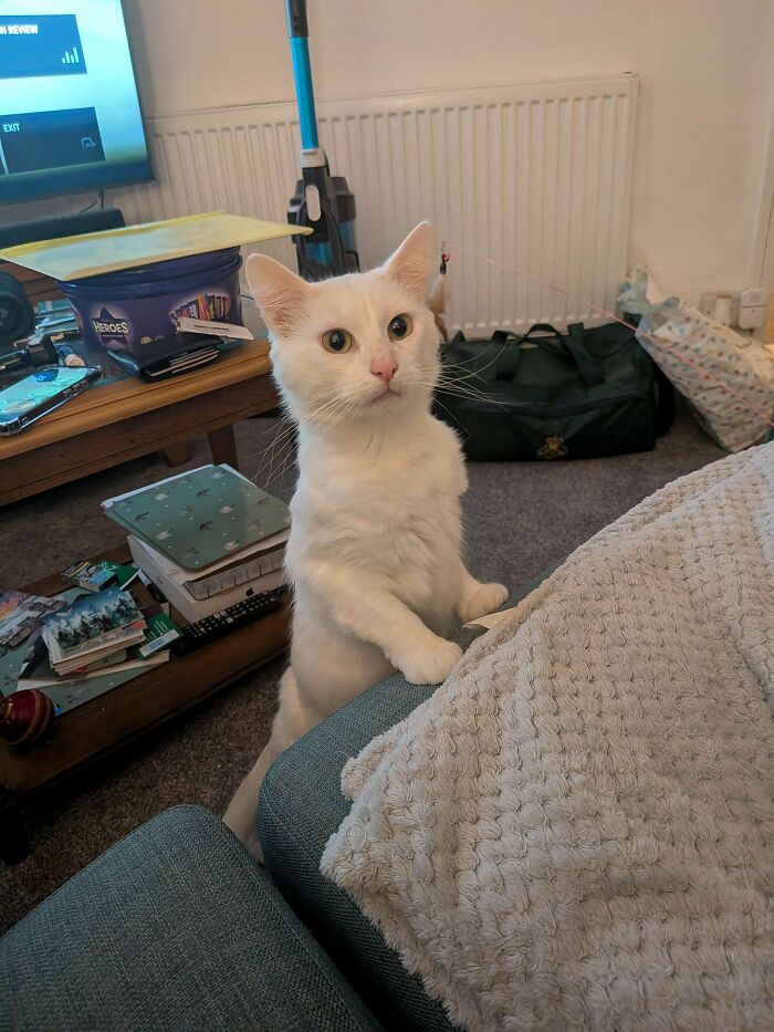 White cat standing on hind legs by sofa in cozy living room, a newly adopted pet enjoying its winter beginnings.