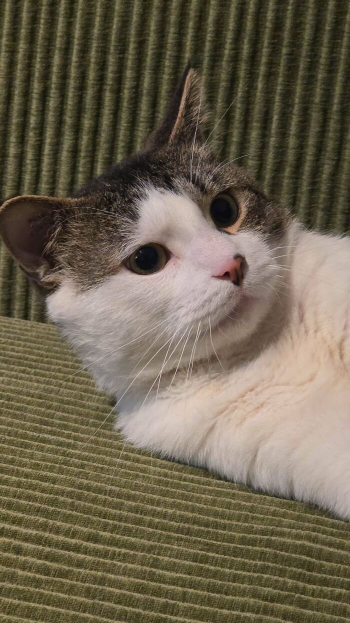 Newly adopted white and gray cat resting on a green textured surface, showcasing cozy winter pet moments.