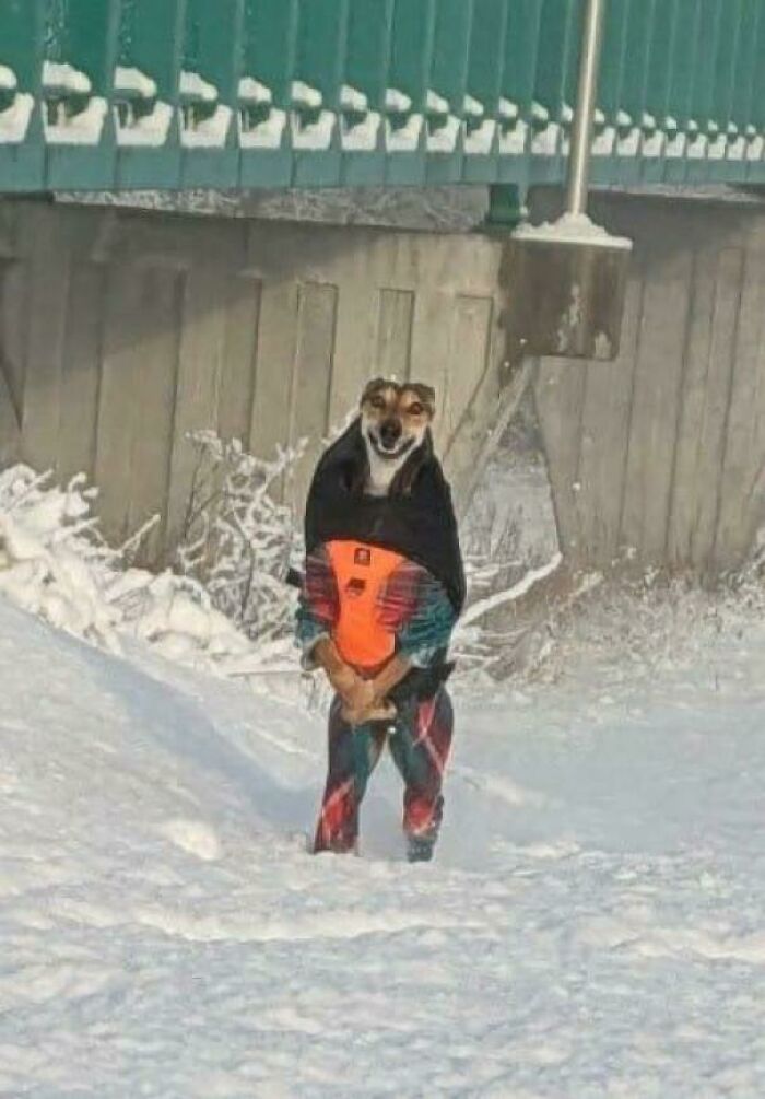 Dog wearing colorful winter outfit standing in snowy outdoor scene showcasing newly adopted pets cozy winter beginnings.