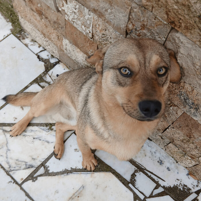 Newly adopted dog with tan and gray fur sitting on a tiled floor near a stone wall during winter.